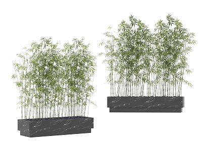 plant bamboo 3d model