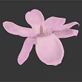 White Magnolia Flower with Open Petals and Yellow Stamen on Dark Background Showing Soft Reflection
