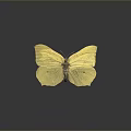 Bright Yellow Butterfly With Orange Spots On Spread Delicate Wings Displayed Clearly