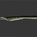 Prehistoric Marine Reptile With Long Slender Body Open Mouth Flipper Limbs And Spotted Skin