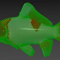 Red And White Goldfish Featuring Large Eyes And Fan Shaped Fins On Light Gray Background