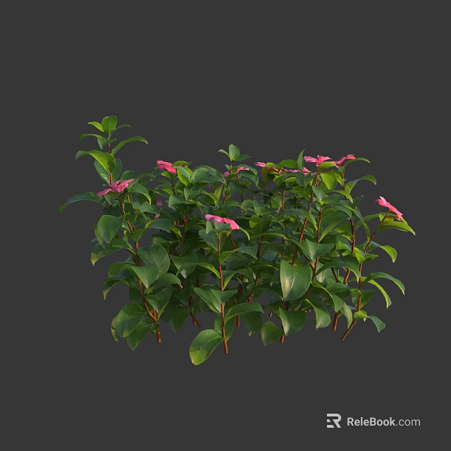 Vibrant Pink Flowers And Lush Green Leaves On Healthy Garden Plants 3d model 
