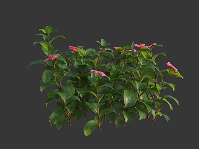 Vibrant Pink Flowers And Lush Green Leaves On Healthy Garden Plants 3d model