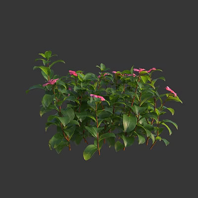 Vibrant Pink Flowers And Lush Green Leaves On Healthy Garden Plants 3d model