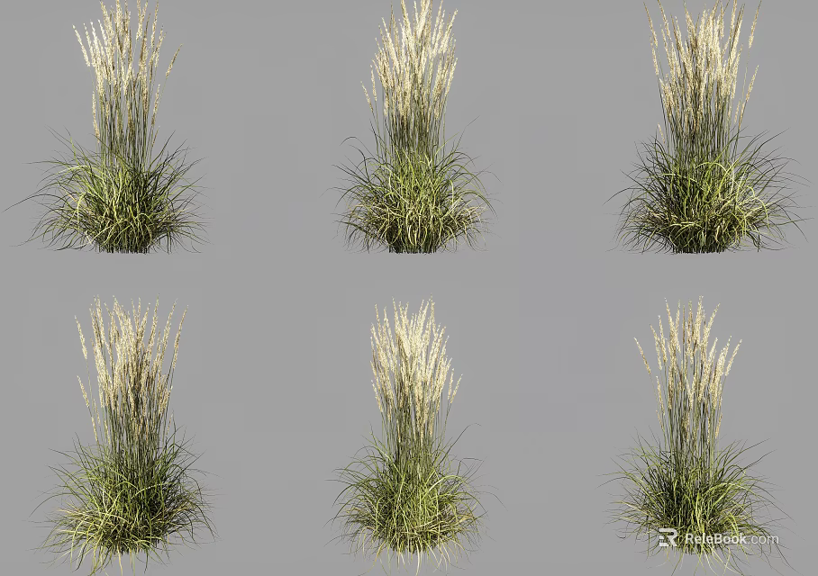 Ornamental Grasses With Green Leaves And White Plumes For Garden Decoration 3d model 