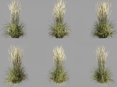 Ornamental Grasses With Green Leaves And White Plumes For Garden Decoration 3d model