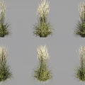 Ornamental Grasses With Green Leaves And White Plumes For Garden Decoration