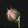 Beautiful Pink Rose Bud With Green Leaves On Green Stem Against Black Background