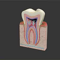 Cross Section View Of Human Tooth Anatomy With Enamel Dentin Pulp And Root