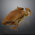 Isolated Vibrant Orange Frog With Shiny Skin on Dark Background