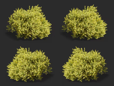 Four Lush Green Yellow Decorative Shrubs with Full Shapes for Garden Landscaping 3d model