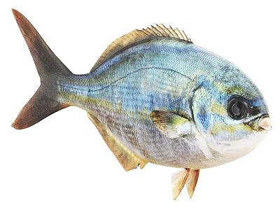 Vibrant Blue And Yellow Marine Fish With Rounded Body And Large Eyes 3d model