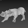 Modern Tiger White Tiger 3d model