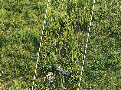 Lush Green Grass With White Flowers In Natural Meadow Landscape 3d model