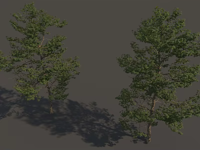 Two Green Arbor Trees With Lush Foliage And Natural Trunk Shadows 3d model
