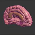 Detailed 3D Brain Anatomy Model Showing Pink Tissue And Yellow Structure