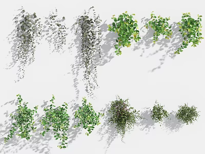 Various Green Decorative Plants With Hanging And Bushy Growth Forms For Indoor Decor 3d model