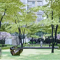 Residential Landscape Featuring Wooden Deck White Umbrella Seats And Green Garden Plants