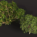 Lush Green Shrub With Dense Vibrant Foliage And Healthy Branch Growth