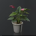 Decorative Potted Plant With Pink Flowers And Green Leaves In White Pot