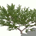 Lush Arbor Tree With Green Leaves Red Fruits And Brown Trunk