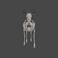 Deer Skeleton Display Showing Detailed Bone Structure And Natural Stance 3d model