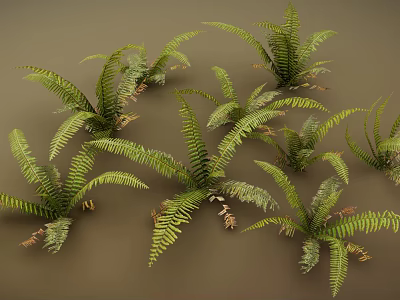 3D Rendered Green Fern Plants With Lush Fronds And Natural Leaf Details 3d model