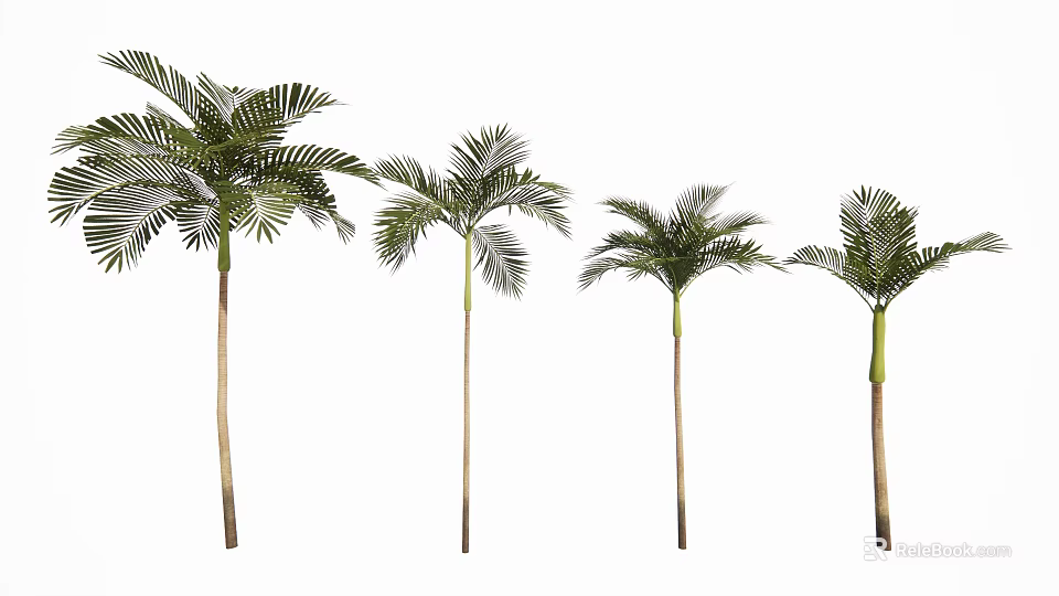 Four Tall Palm Trees With Feathery Fronds For Indoor Outdoor Decoration 3d model 