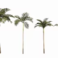 Four Tall Palm Trees With Feathery Fronds For Indoor Outdoor Decoration