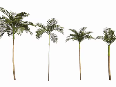Four Tall Palm Trees With Feathery Fronds For Indoor Outdoor Decoration 3d model