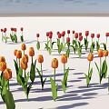 Vibrant Red Orange Tulips With Green Leaves On White Background Under Blue Sky Clouds