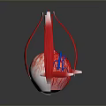 Medical Eyeball Anatomical Model With Detailed Vascular And Internal Structure