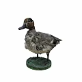 Two Duck Specimens Standing And Head Close Up With Clear Feather Details On White Background