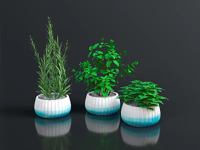 Three Green Plants In Blue And White Gradient Ceramic Pots On Black Surface With Reflections 3d model