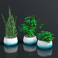 Three Green Plants In Blue And White Gradient Ceramic Pots On Black Surface With Reflections