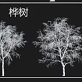 Various Arbor Tree Species Featuring Birch Camphor Maple and Ancient Varieties 3d model