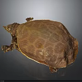 Detailed Brown Softshell Turtle With Unique Shell Texture Isolated On Dark Background 3d model