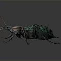Green Spiked Beetle Detailed Closeup With Textured Exoskeleton On Dark Surface