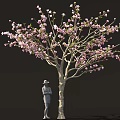 Beautiful Tree With Pink Blossoms And Person Wearing Hat Standing Below
