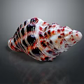 Colorful Conch Shell Decorative Ornament Set With Red Black White Striped Pattern For Home Decor