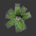 Indoor Green Potted Plant With Feathery Leaves In Brown And White Pot