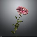 Pink Carnation Flower With Ruffled Petals And Green Stem Leaves