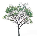 Vibrant Lush Green Leafy Tree With Strong Trunk And Healthy Branches