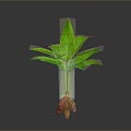 Ginger ginger seasoning ingredients vegetables plant life supplies 3d model