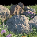 Lush Ground Cover Plants Featuring Green Grass Purple White Flowers And Large Rocks