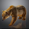 Brown Bear With Textured Brown Fur Standing On Reflective Gray Background