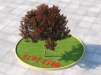 Red Leaf Photinia Shrub In Circular Grass Lawn With Golden Border And Gray Stone Pavement 3d model