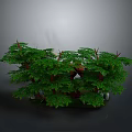 Green Bonsai Plants With Lush Leaves Brown Trunks And Decorative Stones
