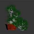 Bonsai Pine Tree With Green Needles In Red Pot On Gray Background