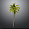 Tall Tropical Palm Tree With Green Yellow Leaves Brown Trunk Isolated On Grey Background